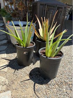 Aloe Plants