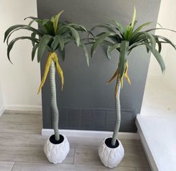 50 inch palm trees
