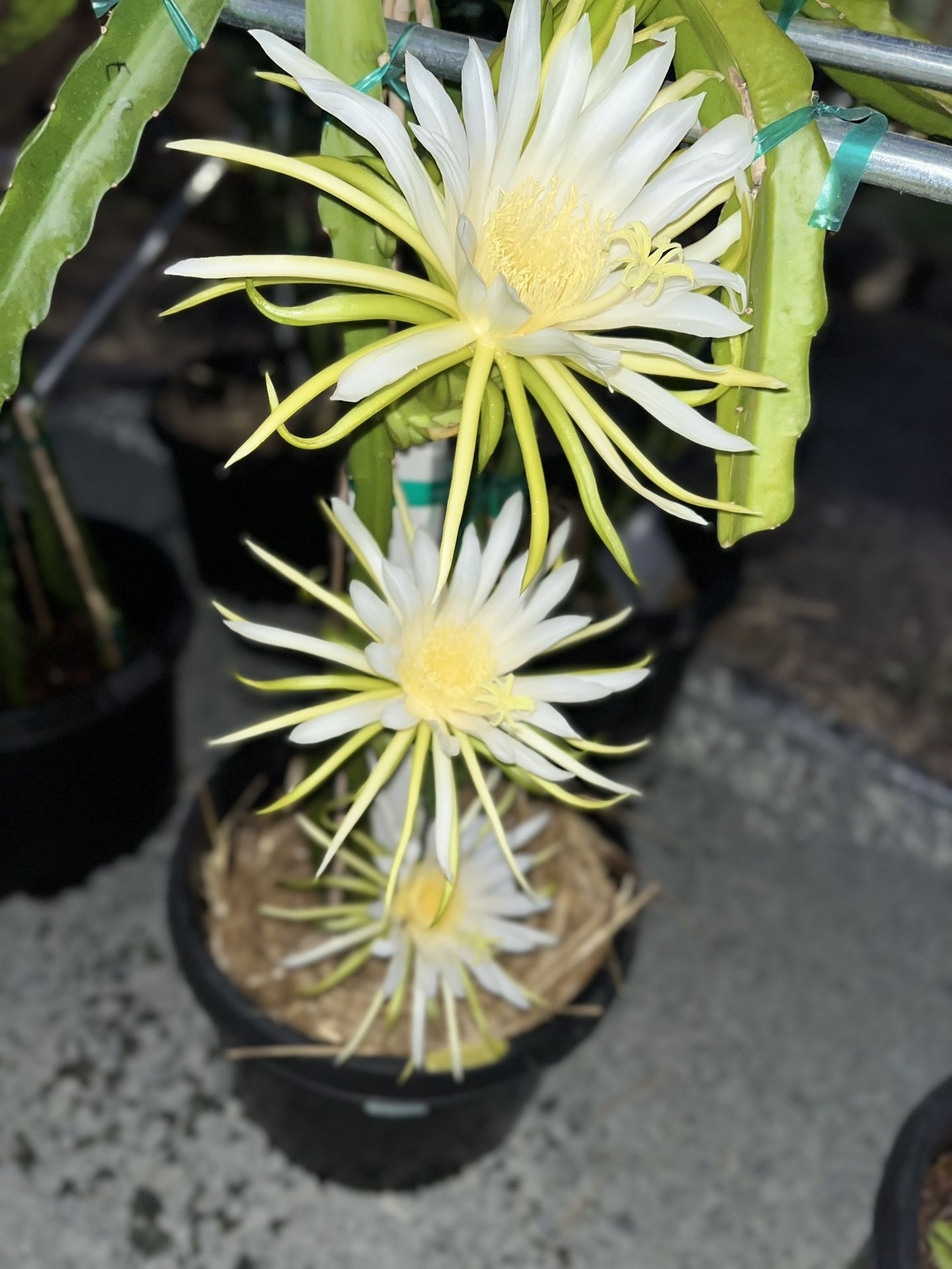 Dragon Fruit Plant for Sale in Sacramento, CA OfferUp