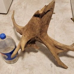 Wood piece for taxidermy birds fish etc.