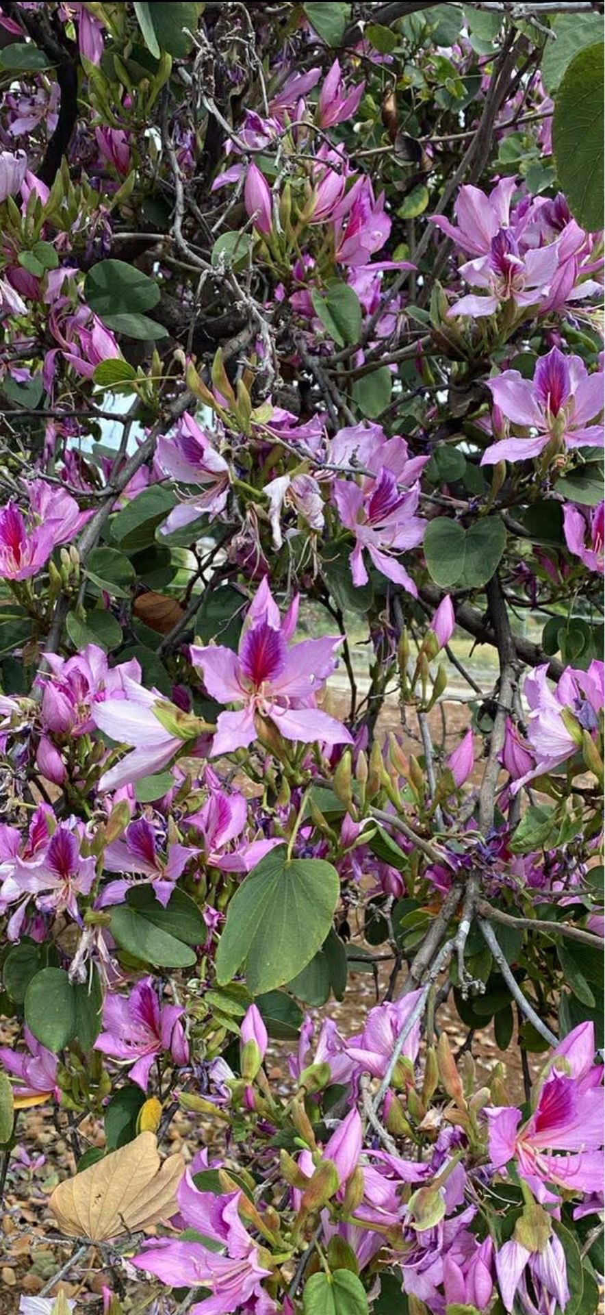 Orchid tree seeds (10)