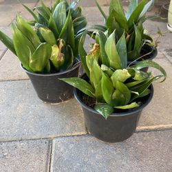 Sansevieria Jade Snake Plant