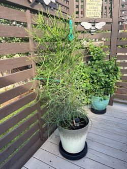 Large Potted Pencil Succulent Plant