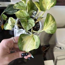 Manjula Pothos Rooted Cuttings