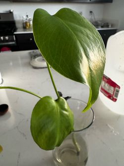 Monstera cutting
