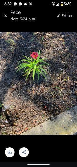 Plantas De 1 Galon