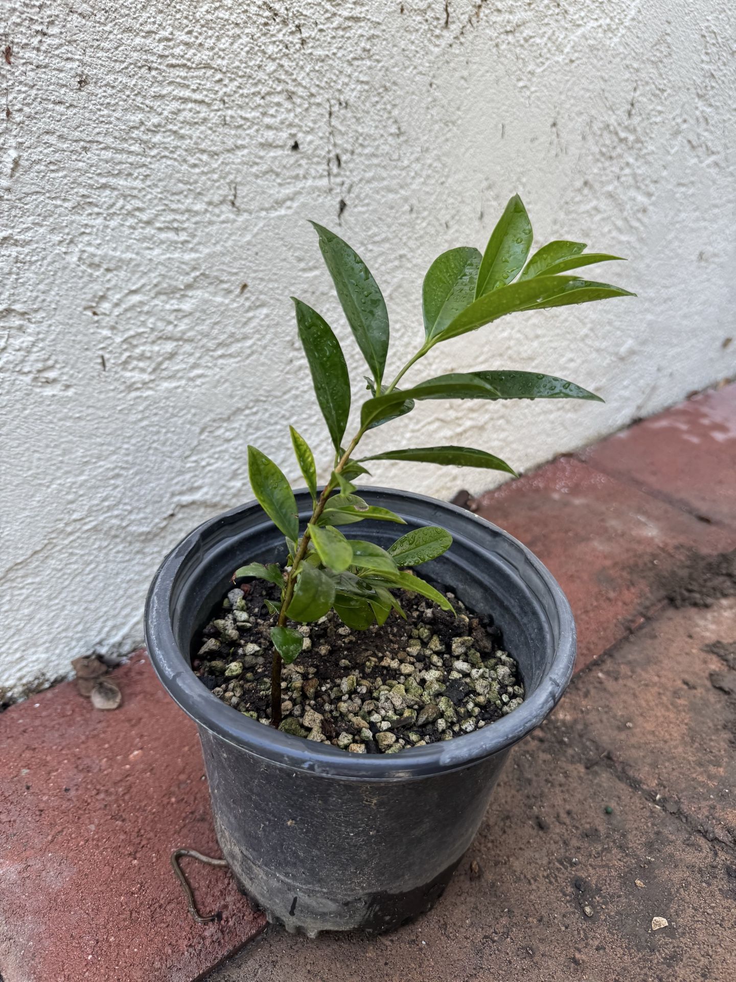 Cherry of the Rio Grande