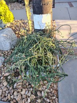 Free euphorbia redbird zigzag cuttings