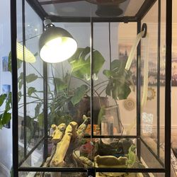 🦎 FREE – 2-Year-Old Water Dragon + Complete Setup 🦎