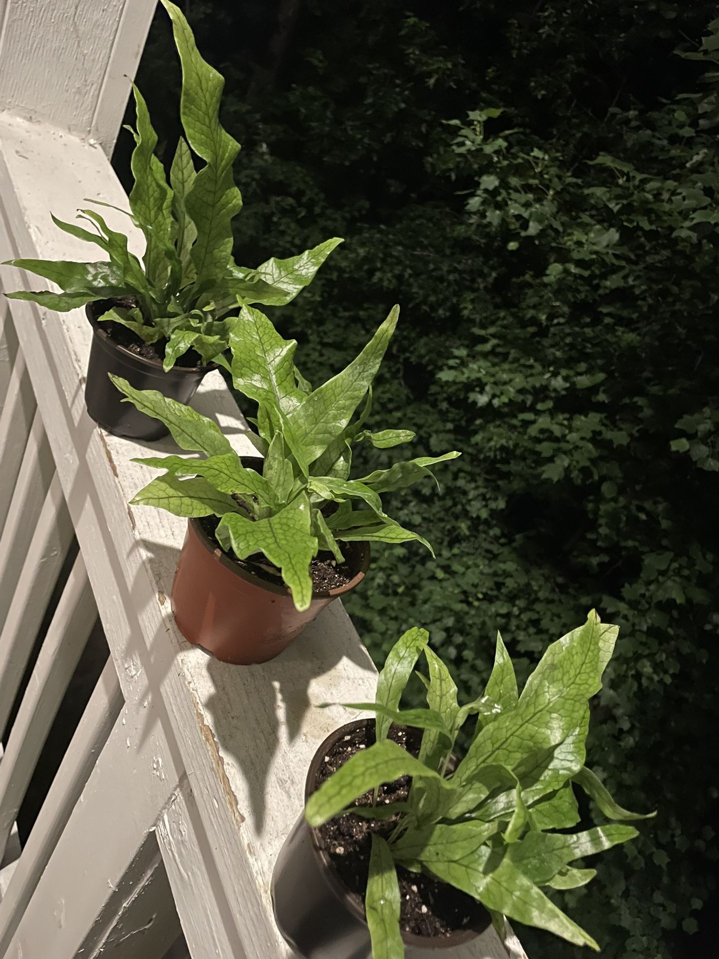 Crocodile Fern | Microsorum musifolium | Crocodylus Fern | Grows into a Large Plant