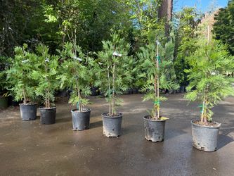 Lovely Incense Cedar trees —