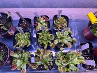 Venus fly traps, several other carnivorous plants
