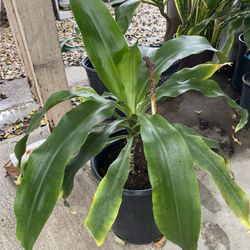Fortune Plant