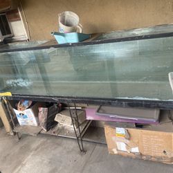 Large Fish Tank