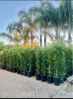 🍃Ficus🎋