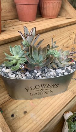 Succulents