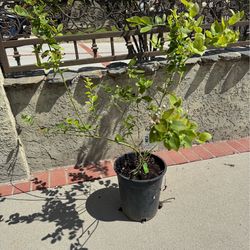 Sharpblue Blueberry Bush – Productive Low-Chill Variety, Already Setting Fruit! 🫐 Healthy, vigorous Sharpblue Southern Highbush Blueberry (Vaccinium 