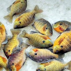 500 Survival Fish Hooks $15. 