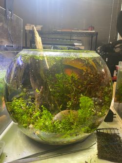 6 gallon planted bowl fish tank aquarium