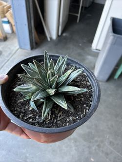 Agave Victoria Regina 