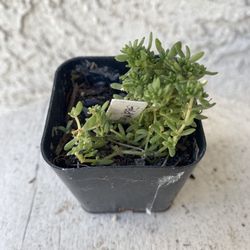 2 Inch Pot Succulent Plant - Sedum Acre - Gold Moss  - Rooted & Established - Drought Resistant 🪴 Great Baby Shower or Wedding Favors