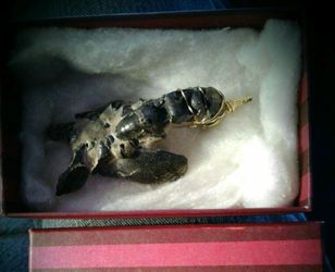 NEW ONE OF A KIND JEWELRY  FOSSILS ENCHODUS SABER TOOTHED FISH FANG, LOBSTER, ACROPHYSETER TOOTH