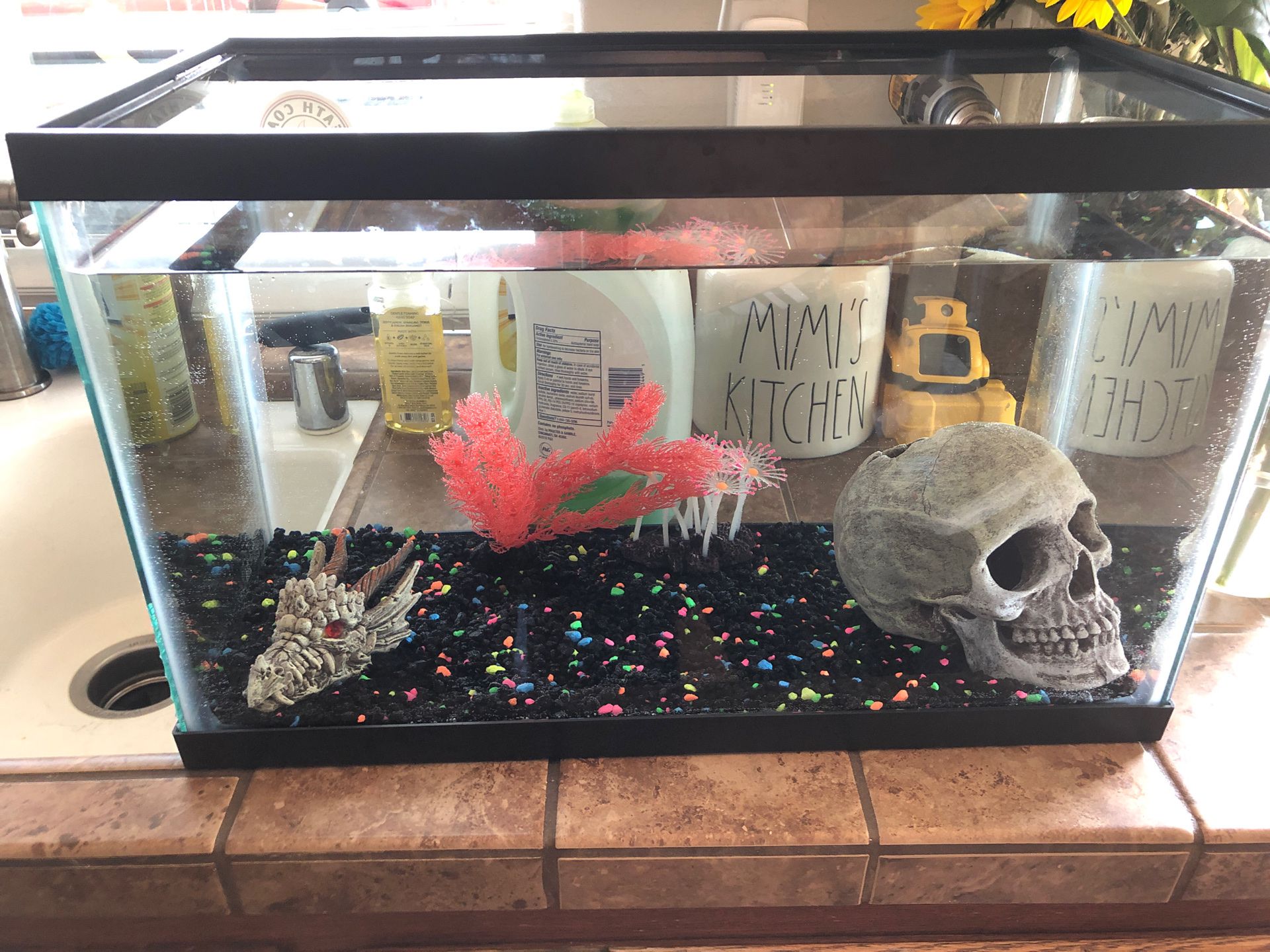 Fish tank with 2 fish