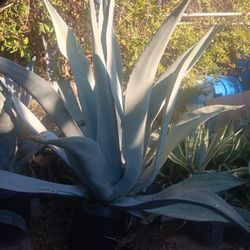 Blue Agave