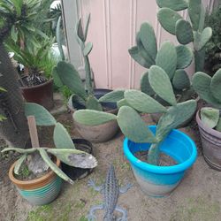 6 Large Stunning Cactus Plants Potted Large Beauties  6 Tree Lot66