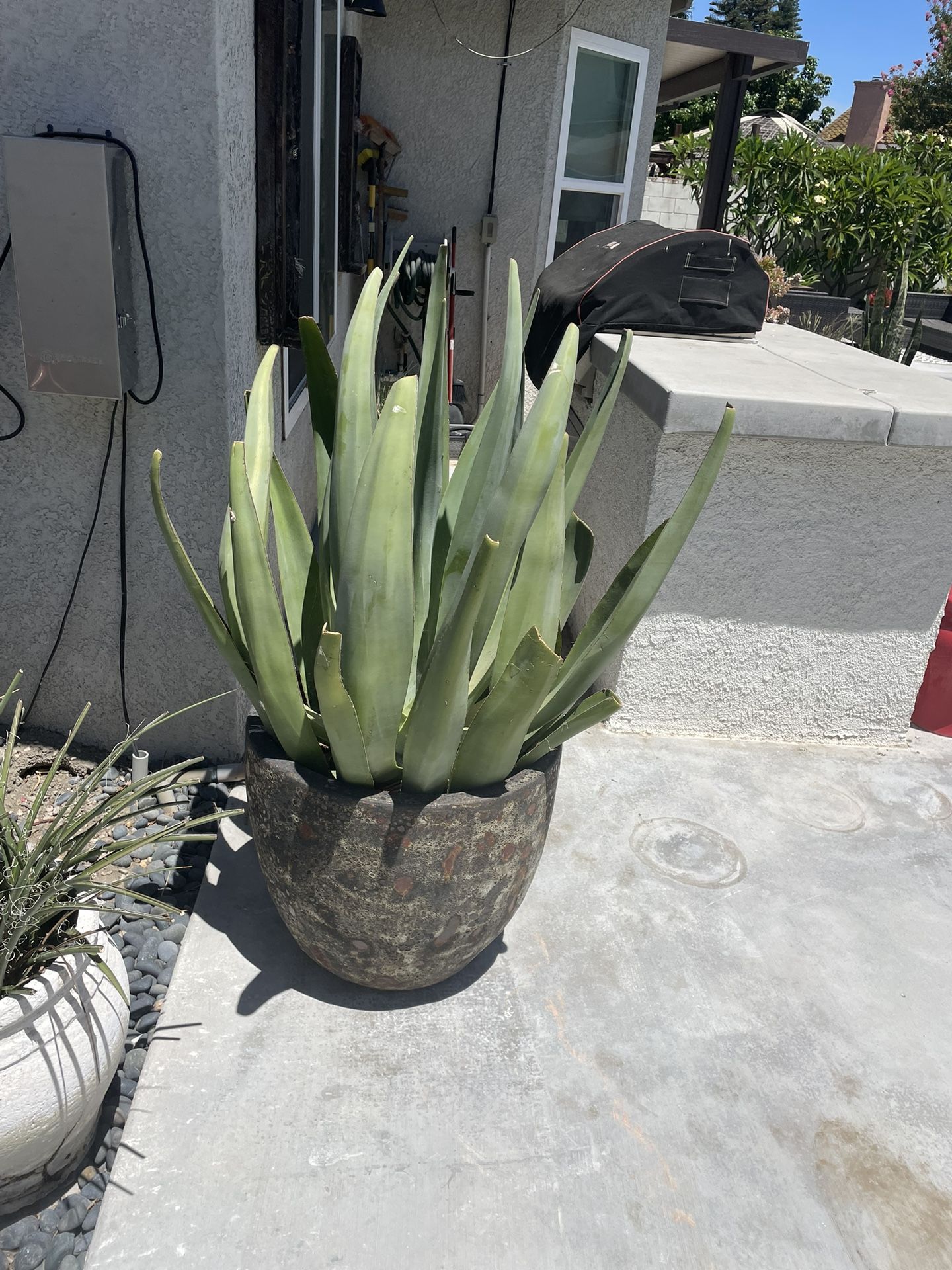 Plants Blue Agave Young Large Variety