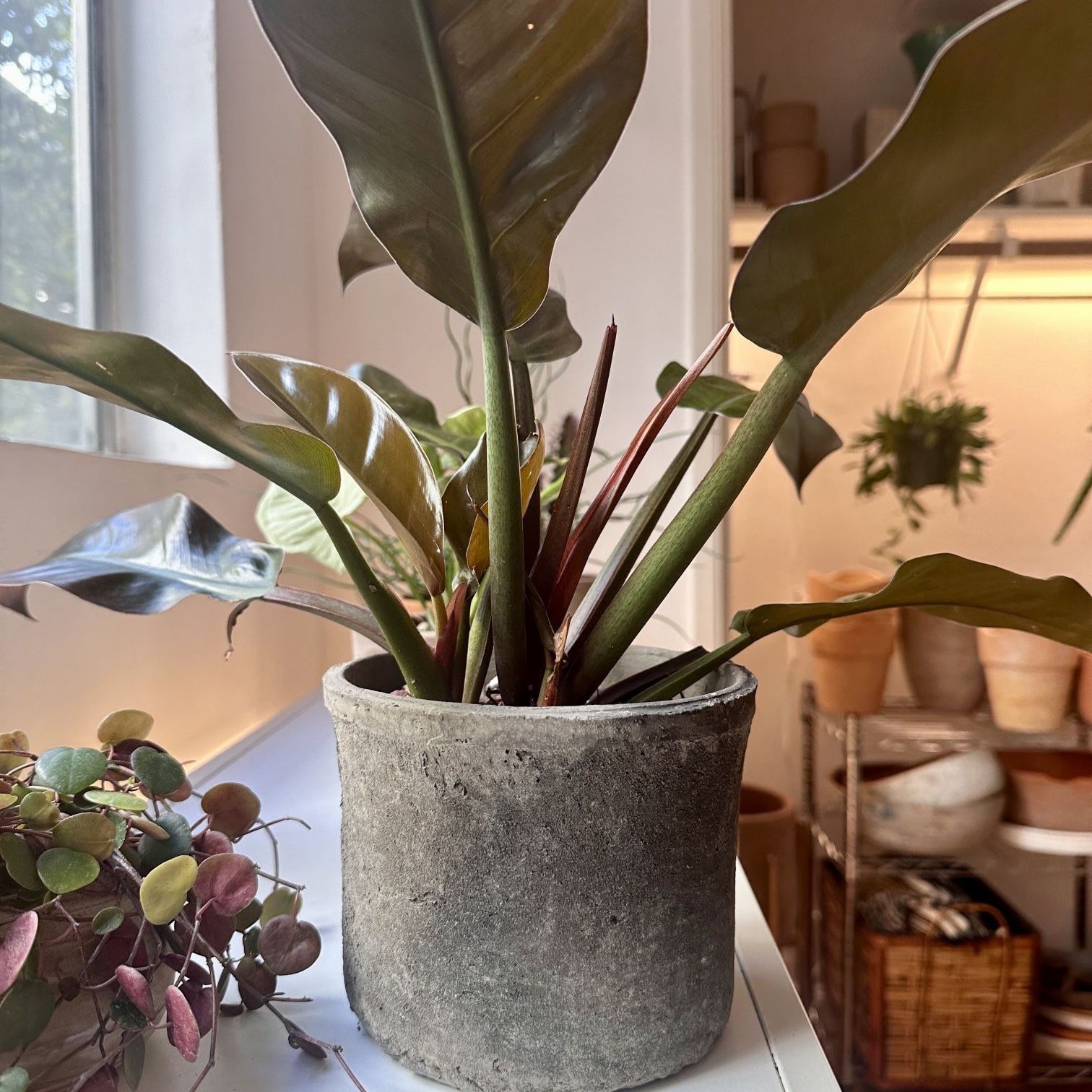 High End Plant Designs In Pots - Houseplants, Trees, Succulents, Cactus (Prices Vary!)