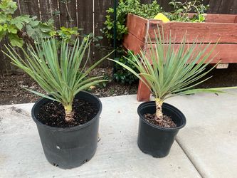 Potted Yucca plant $10 each