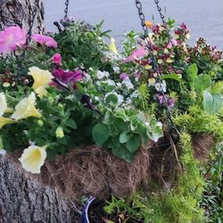 Flower Baskets Are Here