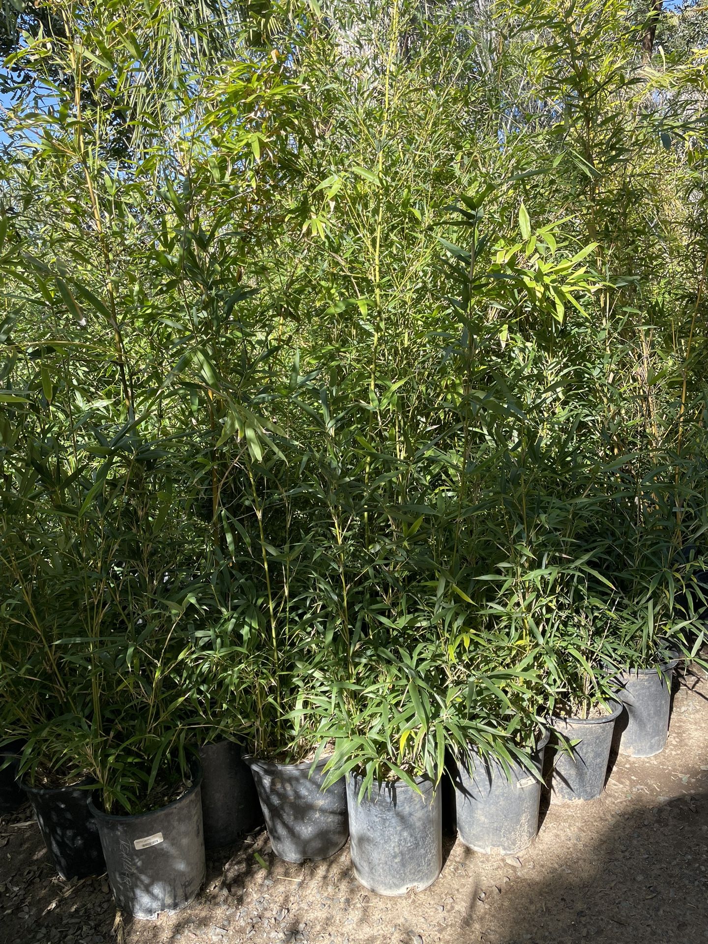 Bamboo Plants- Multiple Varieties Available- Approximately 4-6 Feet Tall