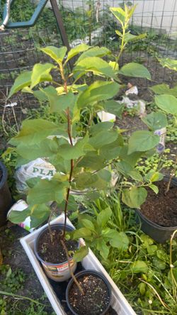 Granny Smith Apple trees $15 each