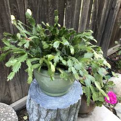 Beautiful healthy Thanksgiving cactus in a pretty crackling ceramic pot
