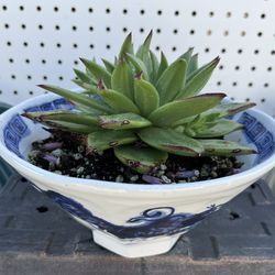 Succulent /Cactus  In A Decorative Dragon Bowl