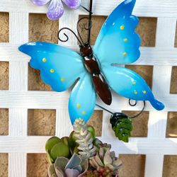 Succulent and Cactus Arrangements in COVINA