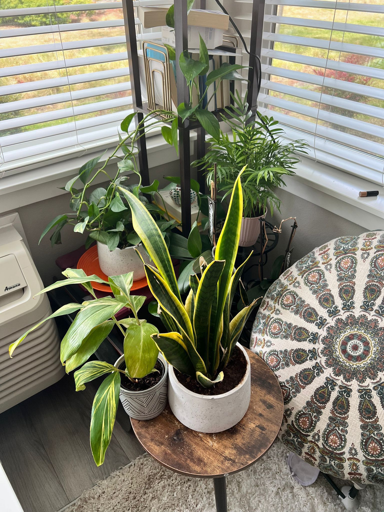 Indoor plants - 7 Of Them