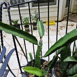 Dragon Fruit Cactus Plant 