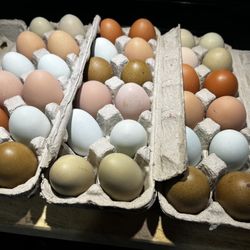 Fertile Eggs 🐣 