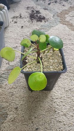 Pilea