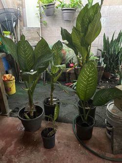 Plants