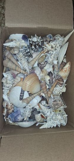 Sea shells