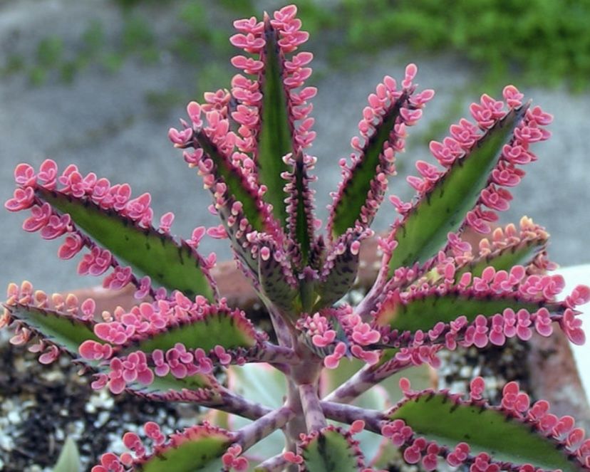 Pink Butterflies Kalanchoe / Variegated Mother Of Millions / Succulents / Plants