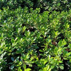 🪴🪴 GREEN ISLAND FICUS PRIVACY HEDGE PLANTS 3GL $6