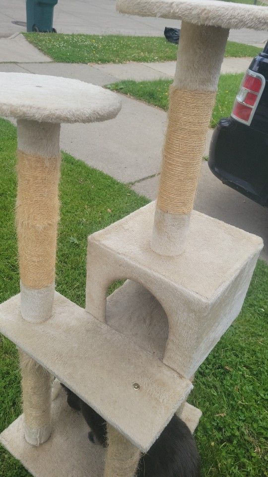 For Cats