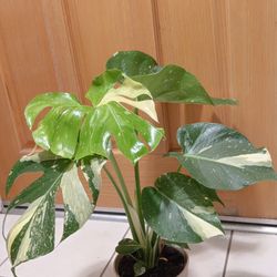 Beautiful Thai Constellation Monstera 