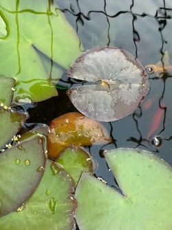 Pond/ Aquatic Plants
