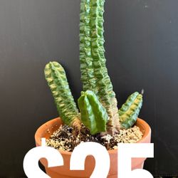 Rare Euphorbia’s In Big Pot’s